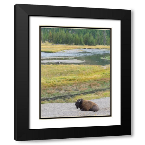 Wyoming- Yellowstone National Park. Mature Bull Bison Black Modern Wood Framed Art Print with Double Matting by Wild, Jamie and Judy