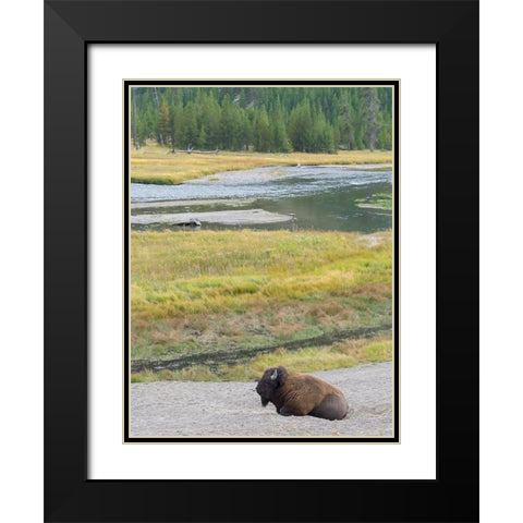 Wyoming- Yellowstone National Park. Mature Bull Bison Black Modern Wood Framed Art Print with Double Matting by Wild, Jamie and Judy