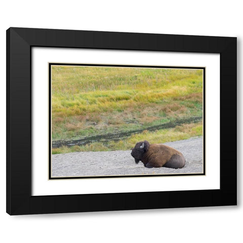 Wyoming- Yellowstone National Park. Mature Bull Bison Black Modern Wood Framed Art Print with Double Matting by Wild, Jamie and Judy