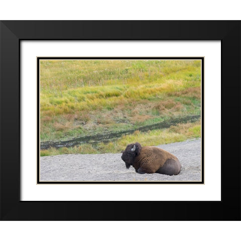 Wyoming- Yellowstone National Park. Mature Bull Bison Black Modern Wood Framed Art Print with Double Matting by Wild, Jamie and Judy