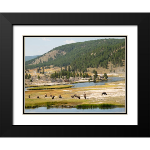 Wyoming- Yellowstone National Park. Bison herd and Firehole River Black Modern Wood Framed Art Print with Double Matting by Wild, Jamie and Judy