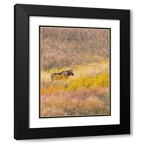 Wyoming- Grand Teton National Park. Willow Flats- bull moose Black Modern Wood Framed Art Print with Double Matting by Wild, Jamie and Judy