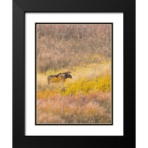 Wyoming- Grand Teton National Park. Willow Flats- bull moose Black Modern Wood Framed Art Print with Double Matting by Wild, Jamie and Judy