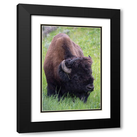 Wyoming Bison grazing-Yellowstone National Park Black Modern Wood Framed Art Print with Double Matting by Zimmerman, Judith