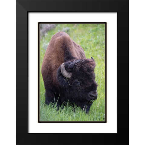 Wyoming Bison grazing-Yellowstone National Park Black Modern Wood Framed Art Print with Double Matting by Zimmerman, Judith