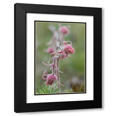 Wyoming Prairie Smoke-Yellowstone National Park Black Modern Wood Framed Art Print with Double Matting by Zimmerman, Judith