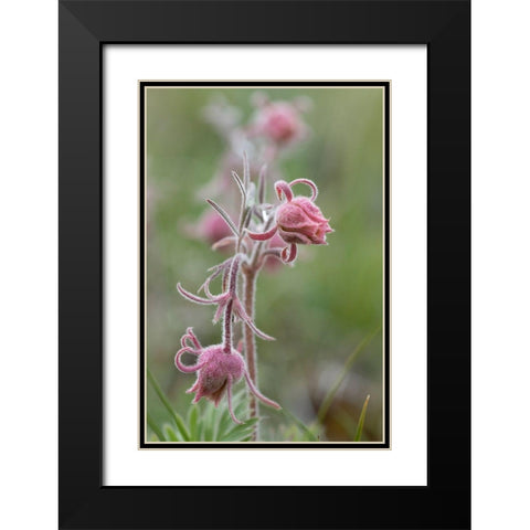 Wyoming Prairie Smoke-Yellowstone National Park Black Modern Wood Framed Art Print with Double Matting by Zimmerman, Judith