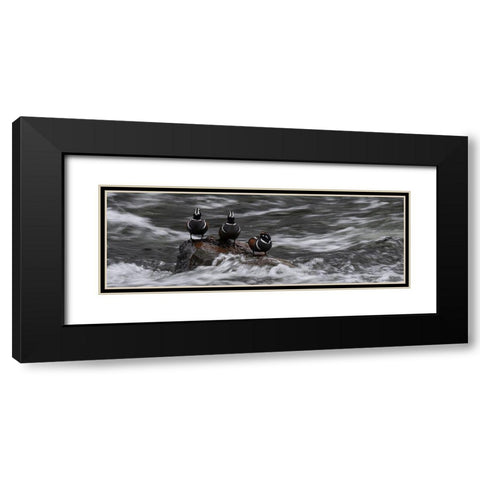 Wyoming Harlequin ducks-La Grange Cascade-Yellowstone National Park Black Modern Wood Framed Art Print with Double Matting by Zimmerman, Judith
