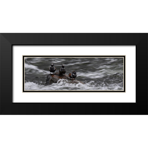 Wyoming Harlequin ducks-La Grange Cascade-Yellowstone National Park Black Modern Wood Framed Art Print with Double Matting by Zimmerman, Judith