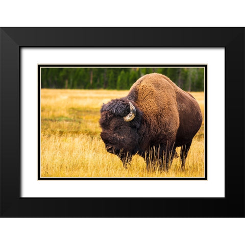 Bison-Yellowstone National Park-Wyoming-USA Black Modern Wood Framed Art Print with Double Matting by Bishop, Russ