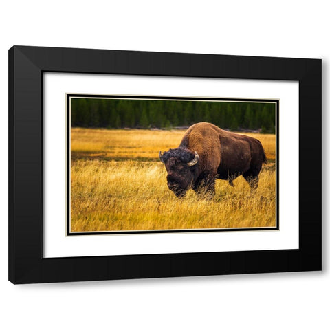 Bison-Yellowstone National Park-Wyoming-USA Black Modern Wood Framed Art Print with Double Matting by Bishop, Russ