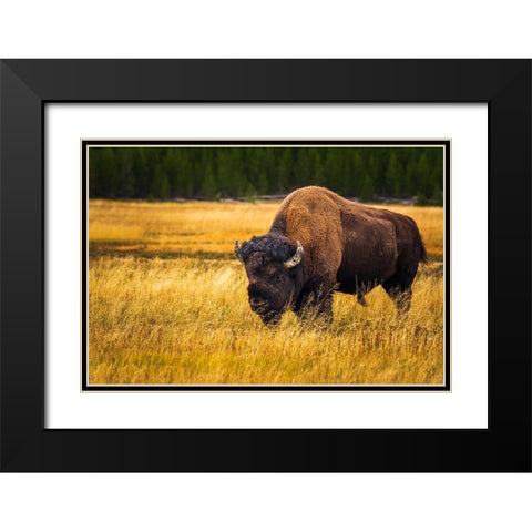 Bison-Yellowstone National Park-Wyoming-USA Black Modern Wood Framed Art Print with Double Matting by Bishop, Russ