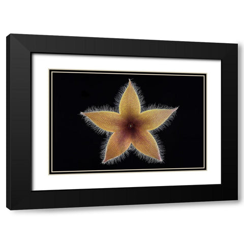 Stapelia Grandiflora Black Modern Wood Framed Art Print with Double Matting by Mozqueda, Victor