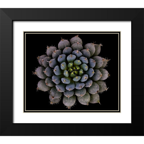 Echeveria Setosa Var. Deminuta Black Modern Wood Framed Art Print with Double Matting by Mozqueda, Victor