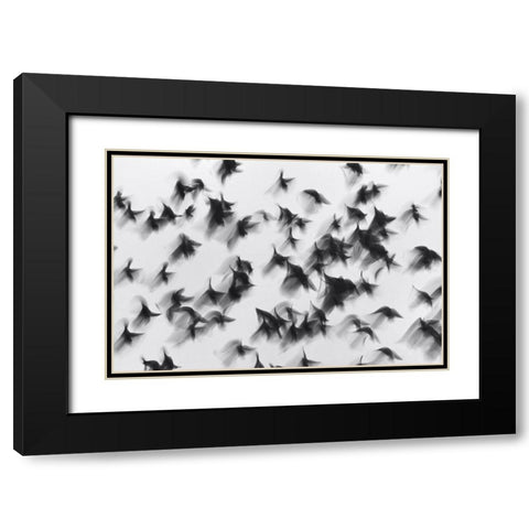 Birds Black Modern Wood Framed Art Print with Double Matting by Yushina, Marina
