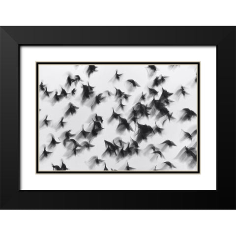 Birds Black Modern Wood Framed Art Print with Double Matting by Yushina, Marina