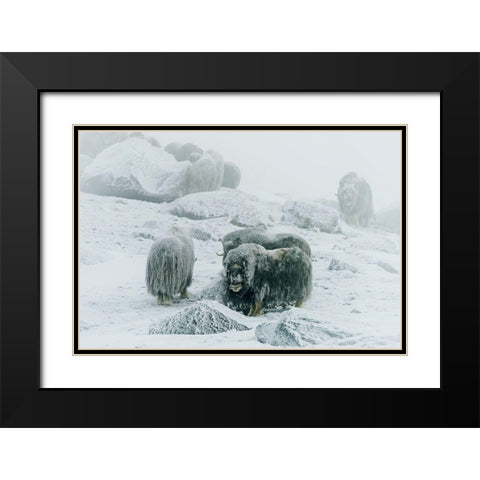 Musk Ox-Between The Fog And Frost Black Modern Wood Framed Art Print with Double Matting by Damico, Giuseppe
