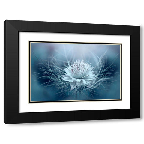 Love-In-A-Mist Black Modern Wood Framed Art Print with Double Matting by Parker, Jacky