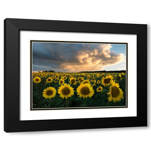 Sunflowers In Sweden. Black Modern Wood Framed Art Print with Double Matting by Lindsten, Christian