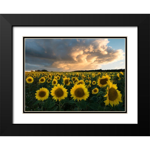 Sunflowers In Sweden. Black Modern Wood Framed Art Print with Double Matting by Lindsten, Christian