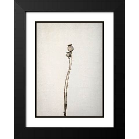 Two Old Poppies Black Modern Wood Framed Art Print with Double Matting by Gronkjar, Lotte