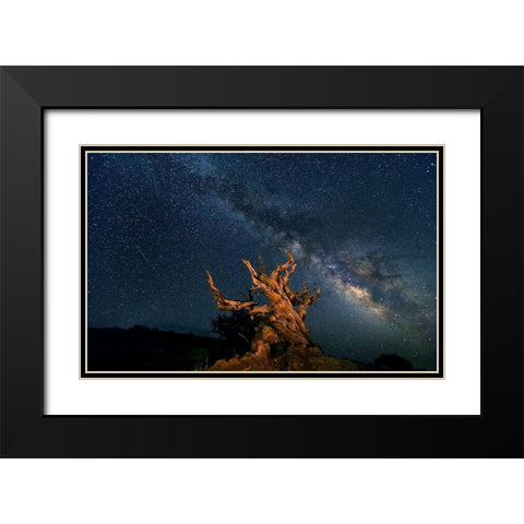 The Galaxy And Ancient Bristlecone Pine Black Modern Wood Framed Art Print with Double Matting by Hua