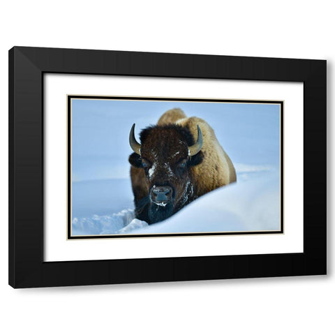 Winter Bison Black Modern Wood Framed Art Print with Double Matting by Suradji, Surjanto