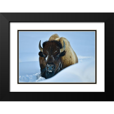 Winter Bison Black Modern Wood Framed Art Print with Double Matting by Suradji, Surjanto
