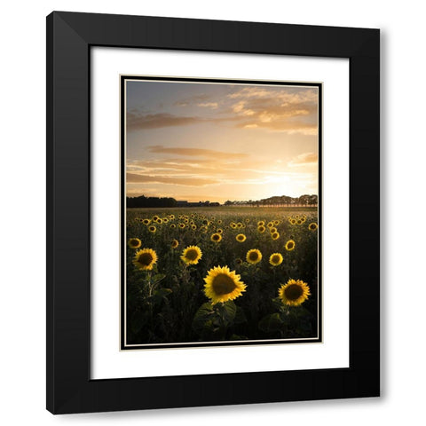 Sunflowerfield In Sweden Black Modern Wood Framed Art Print with Double Matting by Lindsten, Christian