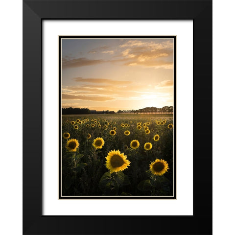 Sunflowerfield In Sweden Black Modern Wood Framed Art Print with Double Matting by Lindsten, Christian