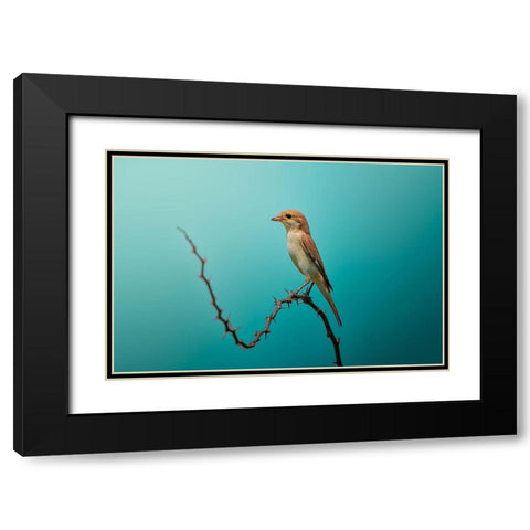Red Tailed Shrike! Black Modern Wood Framed Art Print with Double Matting by Pezeshki, Sina