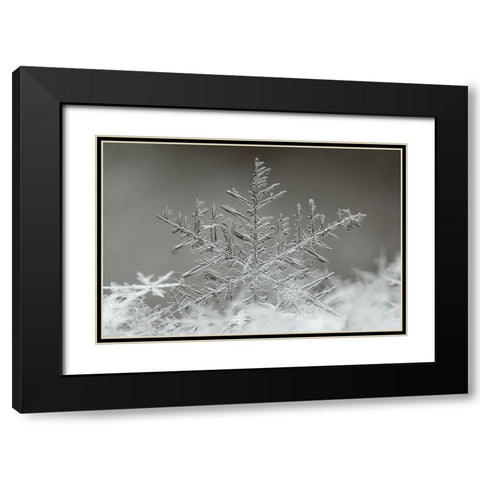 Snowflake Black Modern Wood Framed Art Print with Double Matting by Naidandorj, Tsolmon