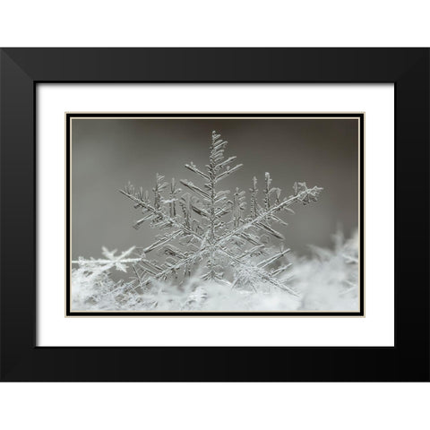 Snowflake Black Modern Wood Framed Art Print with Double Matting by Naidandorj, Tsolmon