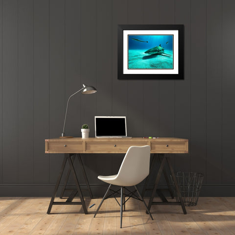 The Lemon Shark Black Modern Wood Framed Art Print with Double Matting by Melesan, Serge