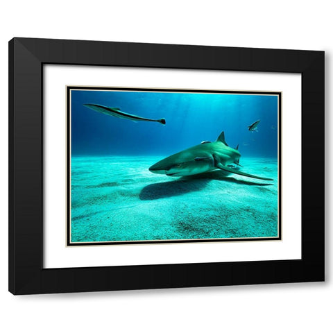The Lemon Shark Black Modern Wood Framed Art Print with Double Matting by Melesan, Serge