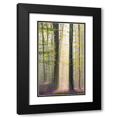 Misty Sunrise In Hallerbos Black Modern Wood Framed Art Print with Double Matting by VLAICU, Denisa