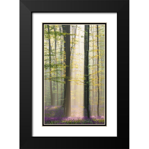 Misty Sunrise In Hallerbos Black Modern Wood Framed Art Print with Double Matting by VLAICU, Denisa