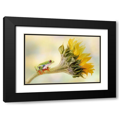 Red Eyed Tree Frog On A Sunflower Black Modern Wood Framed Art Print with Double Matting by D Lester, Linda