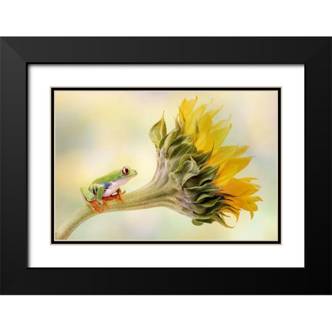 Red Eyed Tree Frog On A Sunflower Black Modern Wood Framed Art Print with Double Matting by D Lester, Linda