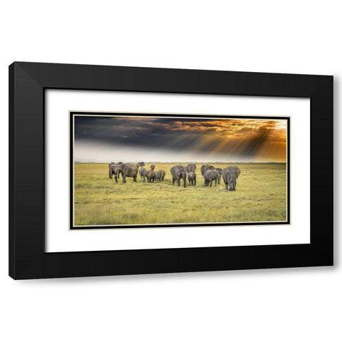 For The Love Of Elephants Black Modern Wood Framed Art Print with Double Matting by C. Sink, Jeffrey