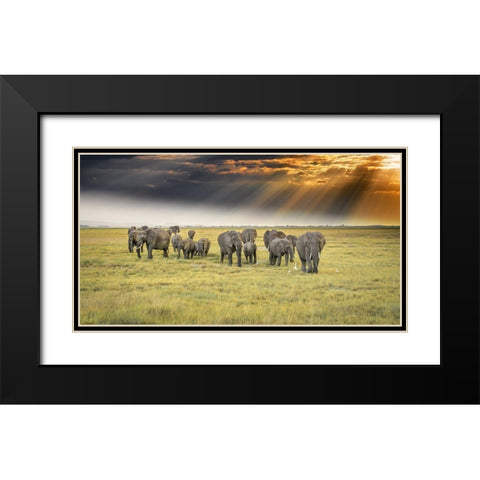 For The Love Of Elephants Black Modern Wood Framed Art Print with Double Matting by C. Sink, Jeffrey
