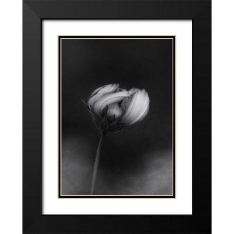 Cosmos Black Modern Wood Framed Art Print with Double Matting by Gronkjar, Lotte