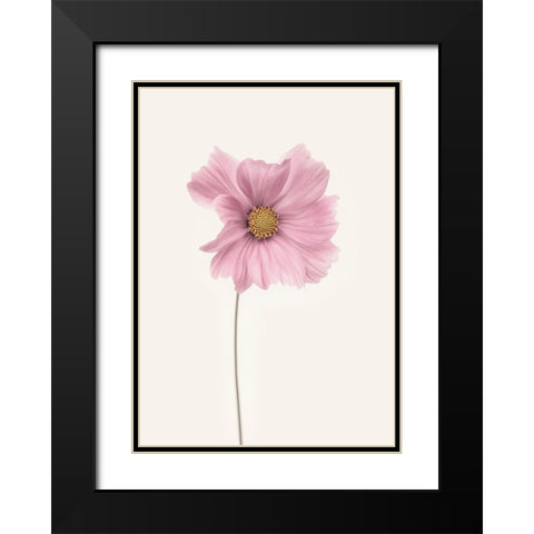 Cosmos Flower Black Modern Wood Framed Art Print with Double Matting by Gronkjar, Lotte