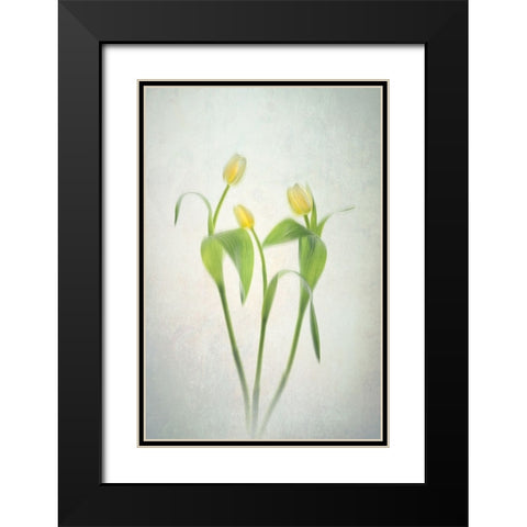 Yellow Tulips Black Modern Wood Framed Art Print with Double Matting by Jacobs, Lydia