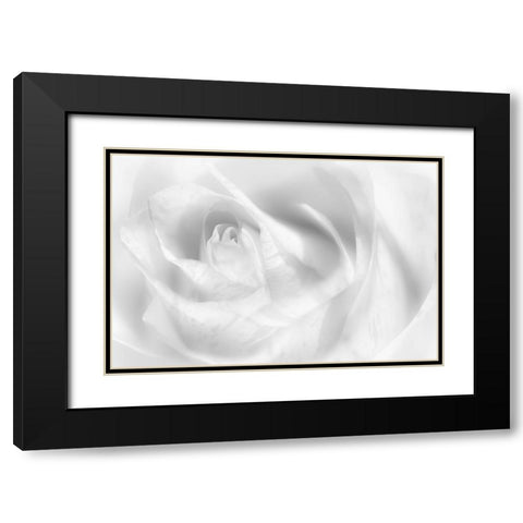 Hint Of A Rose Black Modern Wood Framed Art Print with Double Matting by Pfeiffer, Peter