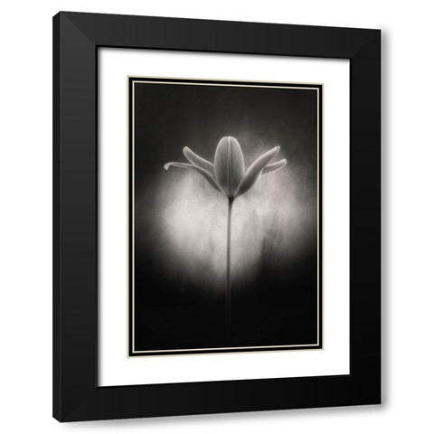 Tulip in black and white Black Modern Wood Framed Art Print with Double Matting by Gronkjar, Lotte