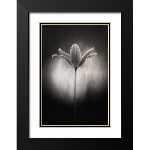 Tulip in black and white Black Modern Wood Framed Art Print with Double Matting by Gronkjar, Lotte
