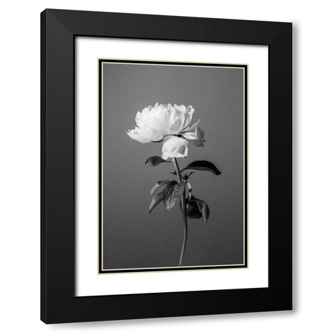 Peony BW Black Modern Wood Framed Art Print with Double Matting by 1x Studio III