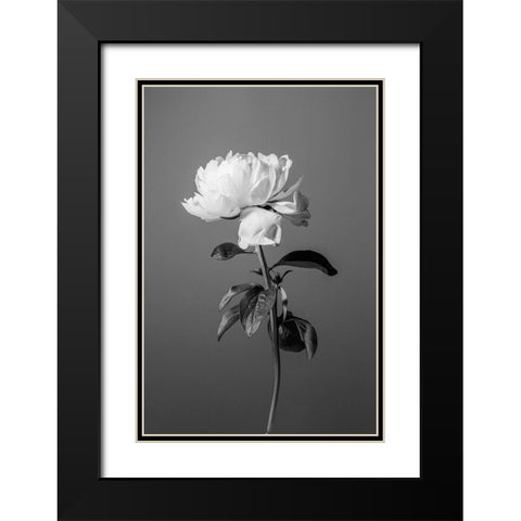 Peony BW Black Modern Wood Framed Art Print with Double Matting by 1x Studio III