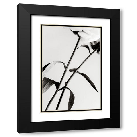 Peony 08 Black Modern Wood Framed Art Print with Double Matting by 1x Studio III
